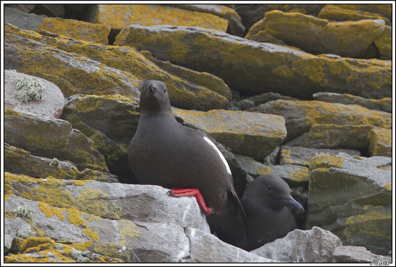 Guillemots à miroir