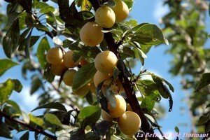 Mirabelles_3