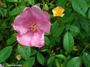 Dans le jardin d'André Eve - Mai 2008 Rosier Plaisanterie