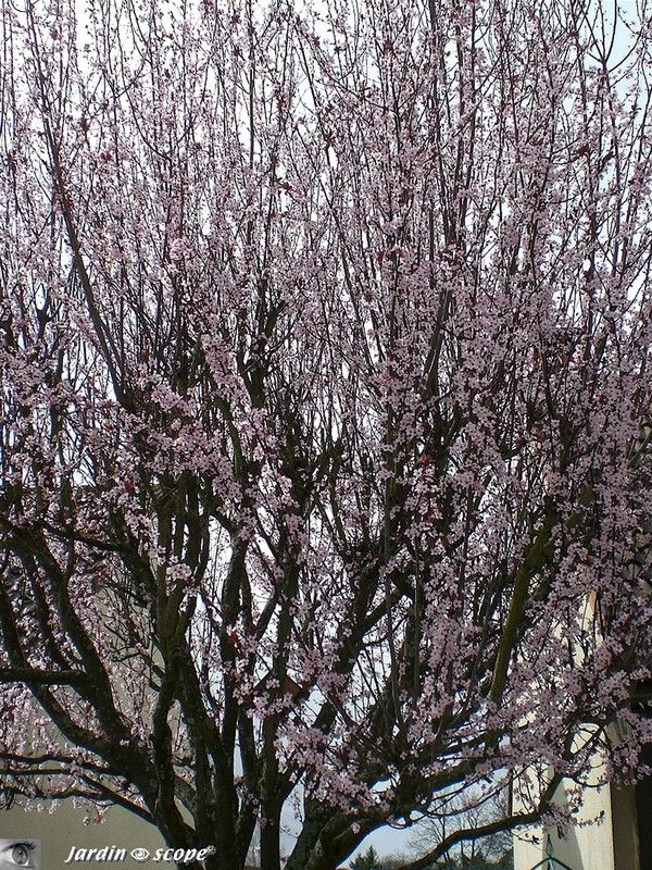 Prunus pissardii en fleurs