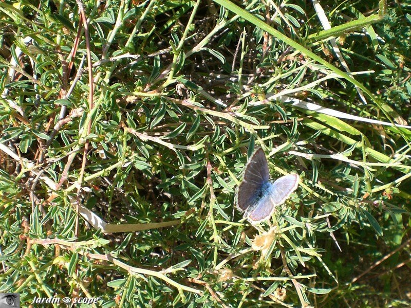 Faune et flore alpines
