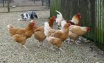 1290355452_rainbow_20poules