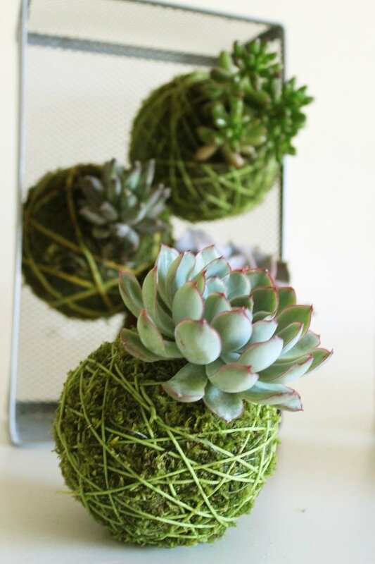 kokedama-succulent