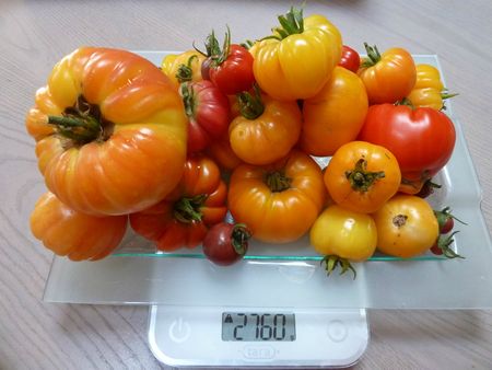 21-les tomates du jour (1)