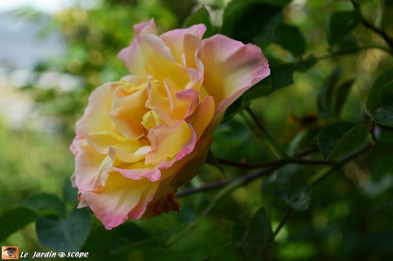 0133-Rosier-à-déterminer
