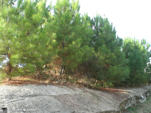 Foret_de_fixation