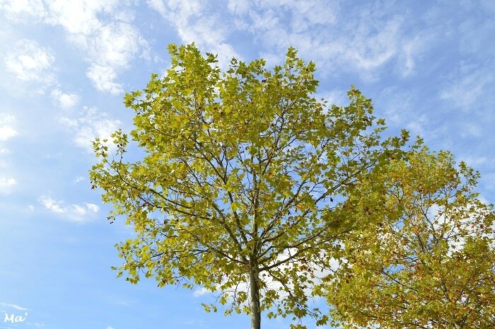 171001_feuilles_automne_2