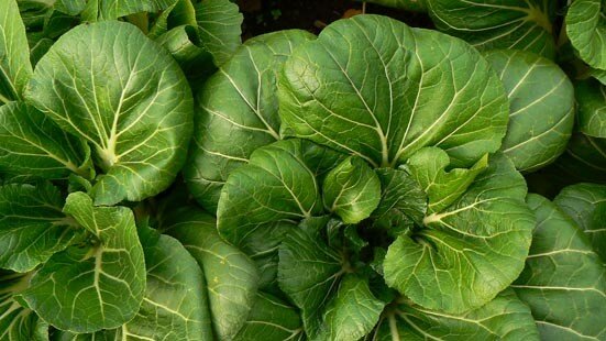 bokchoys2
