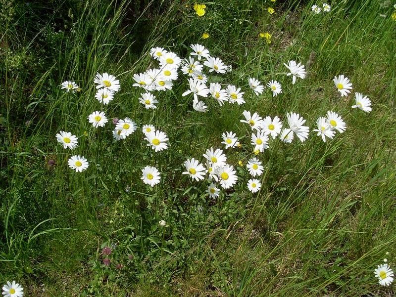 Marguerites
