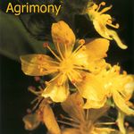 Agrimony