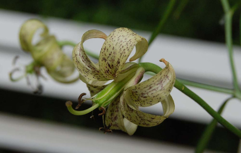 Lilium fargesii 01