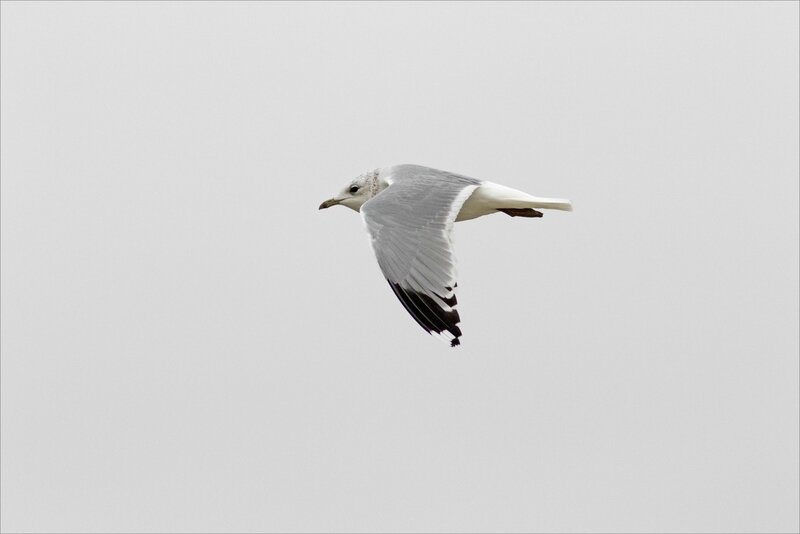 Aiguillon 241217 Pavé oiseau mouette