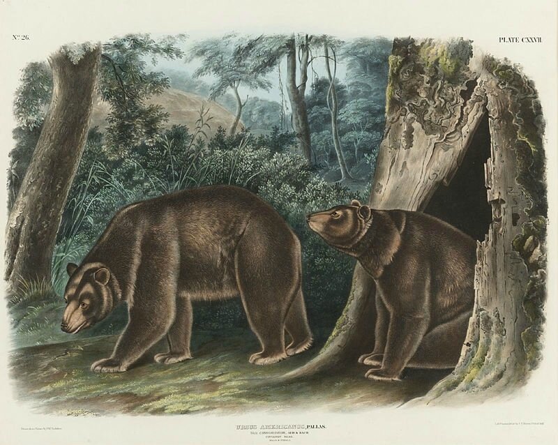 800px-Cinnamon_bear_by_J_T_Bowen_after_John_James_Audubon