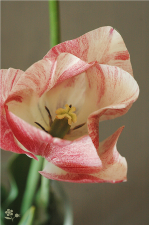 Tulipes_avril_2011_3