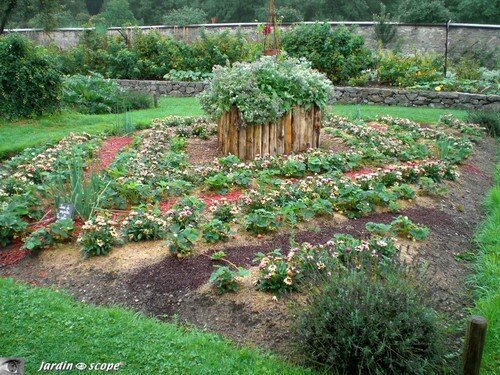 Plantes complémentaires contre les ravageurs