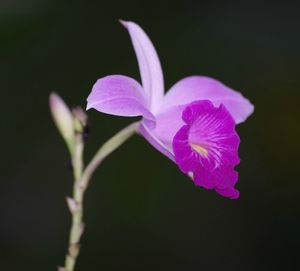 Une orchidée