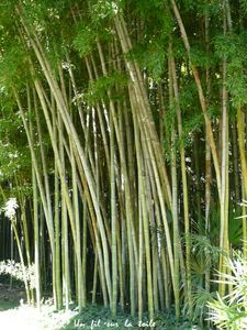 bambou_2
