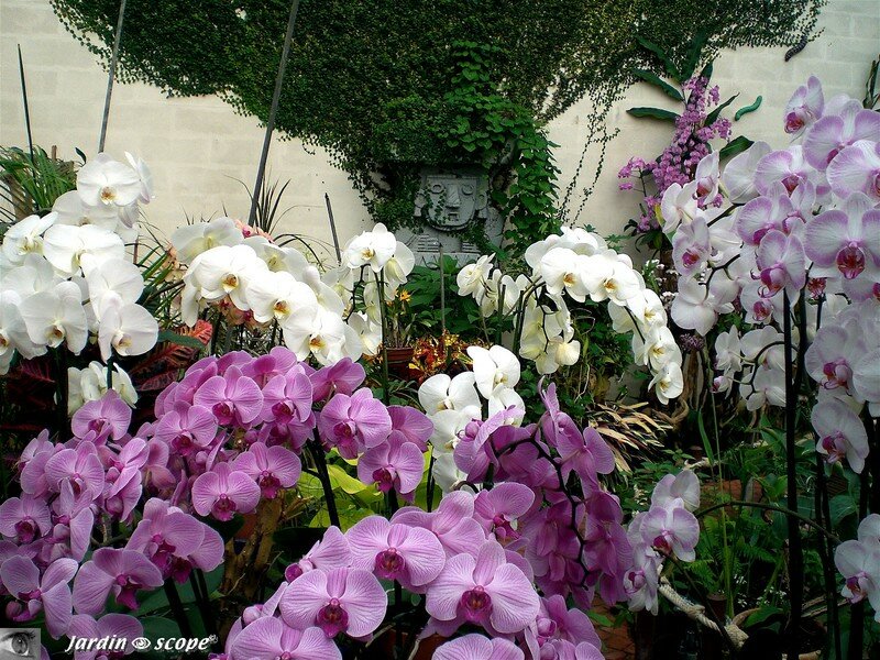 Vue d'ensemble de la serre aux orchidées