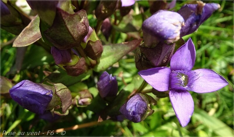 Florilège 2000 - 6