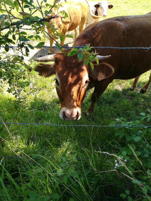 promenade 20 juin 2018 (13)