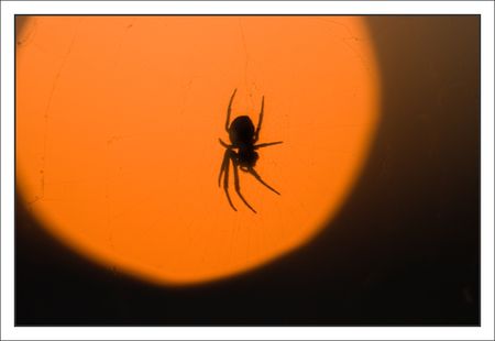 araignee_soleil_balcon_1_220510