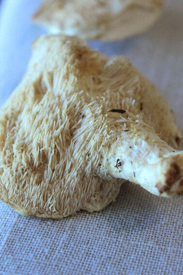 champignons_pieds_de_mouton1
