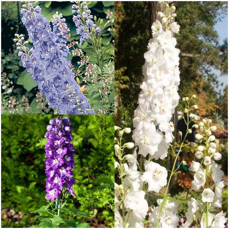 Collection-3-Delphiniums-82435-1