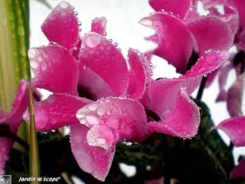 Des cyclamens qui…… pleurent !