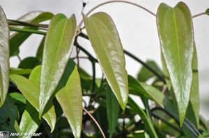 Feuilles de clématis Armandii