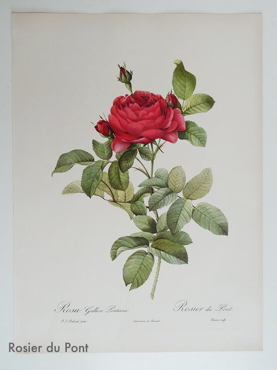 6 Rosier du pont Redouté