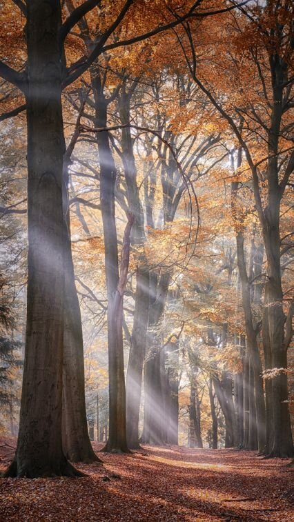 photo_automne