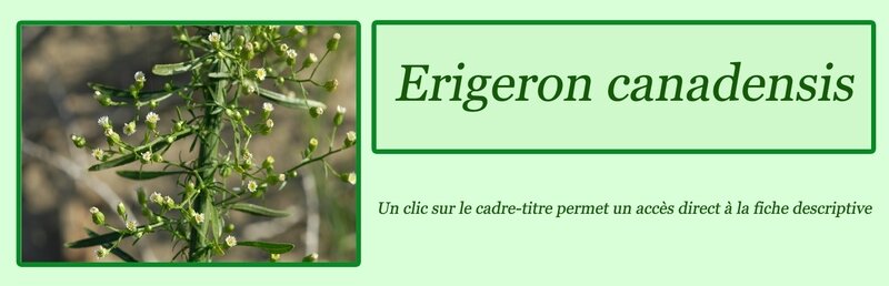 Erigeron canadensis
