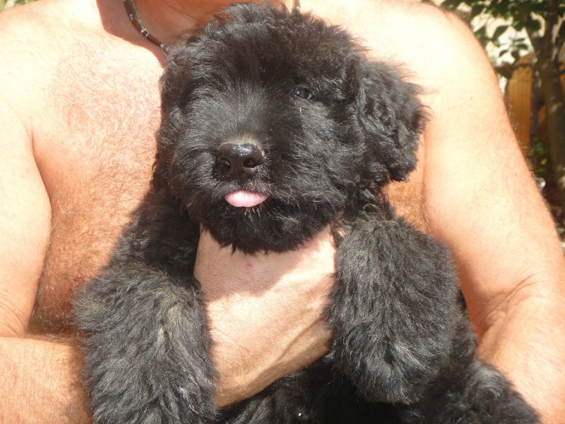 boubou de la dullague à 8 semaines..
