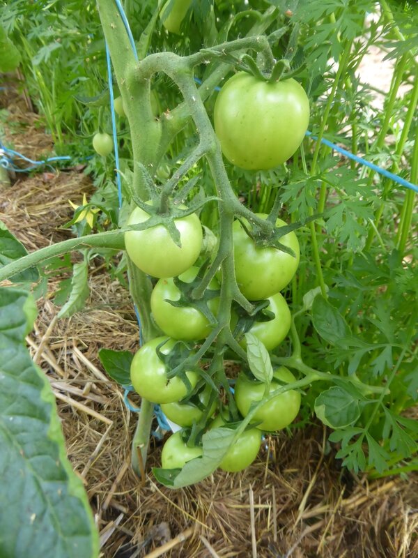 8-tomates (15)