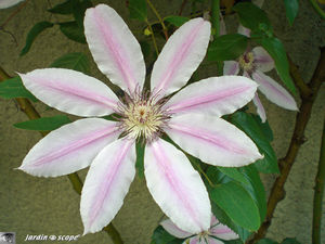 Clematis_Nelly_Moser