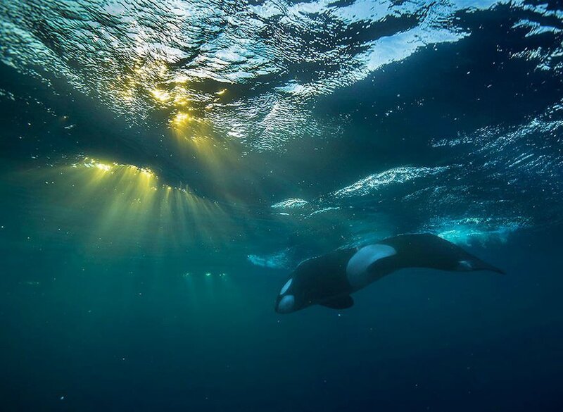Les-Baleines-arctiques-du-Biologiste-Audun-Rikardsen-21