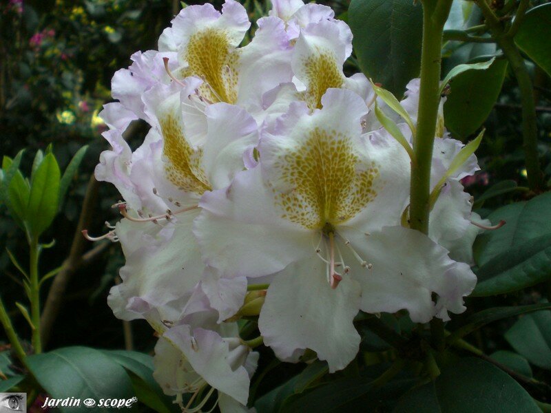 Rhododendron