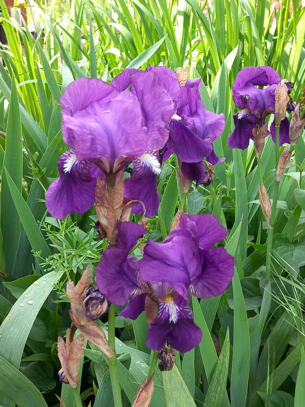 20220505 iris violet près du bassin