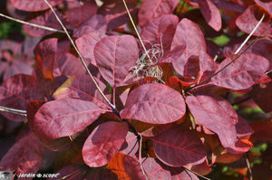 Cotinus_3