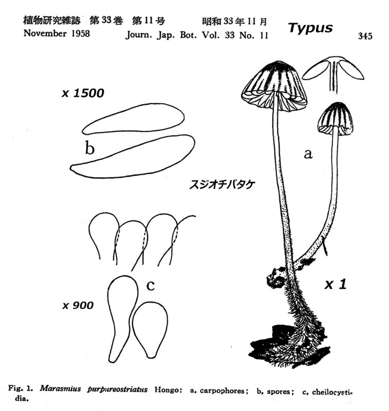 Hongo_T_JJBot_33_no_11_p345________