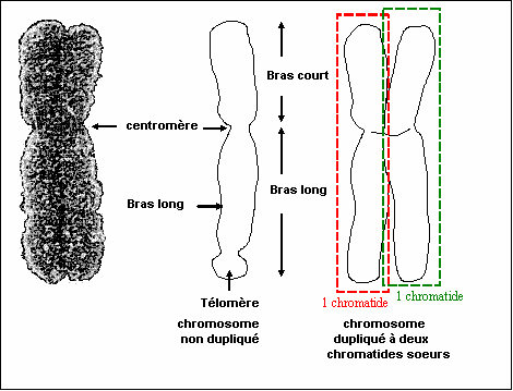 chromosome1