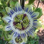 250px-PassifloraCaerulea_Bluete_von_oben