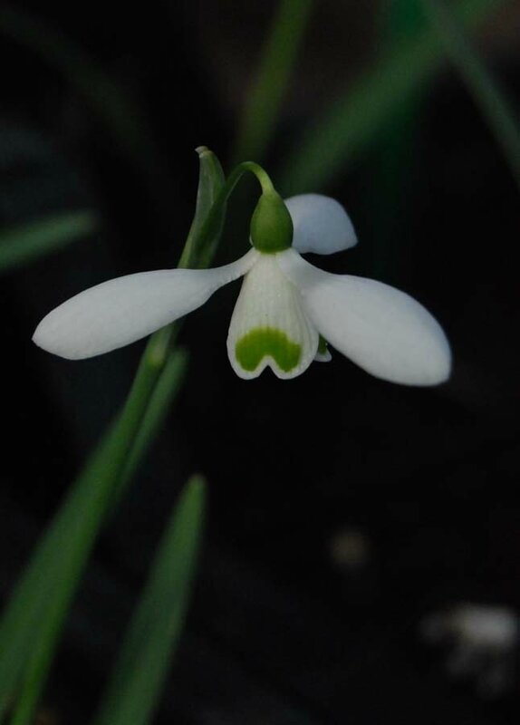 Galanthus nivalis 'Brenda Troyle'