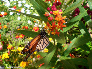 9134_Danaus_plexiplus