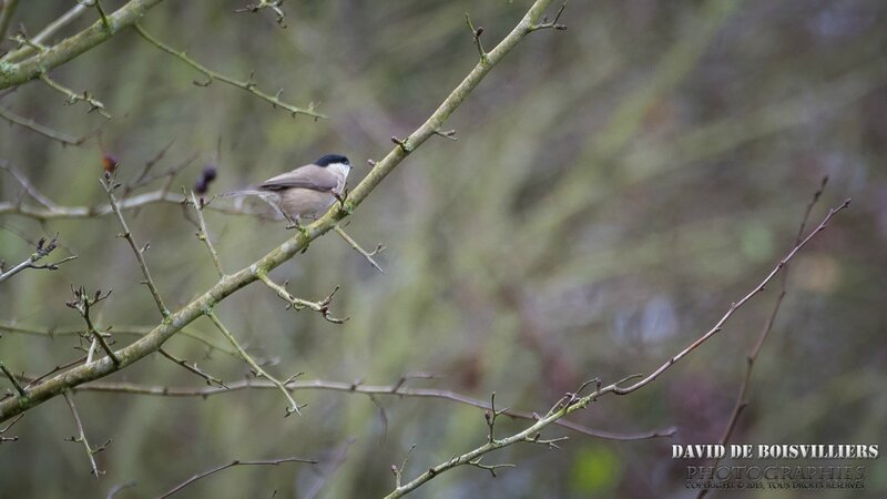 Mésange nonnette (Poecile palustris)