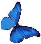 papillon_morpho_bleu