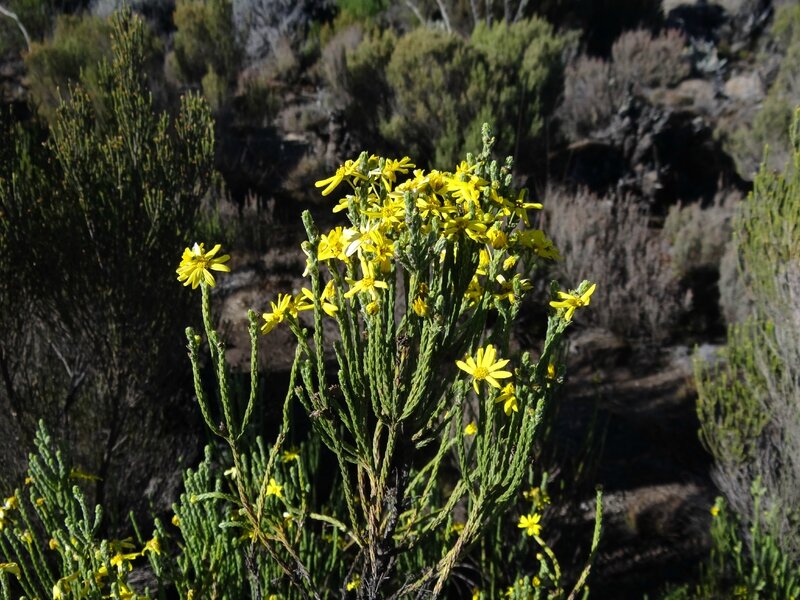 Plante à fleurs jaunes très courante sur le plateau de Shira