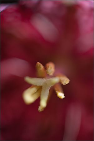 galuchet_fritillaire_coeur_1_060311