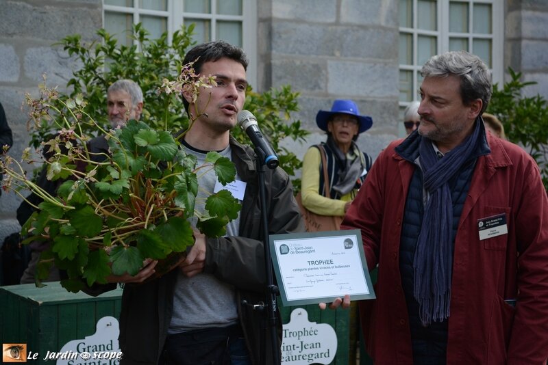 Catégorie-plante-vivace-ou-bulbeuse