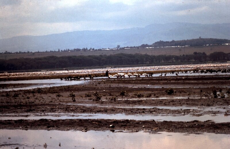 nakuru flamand u